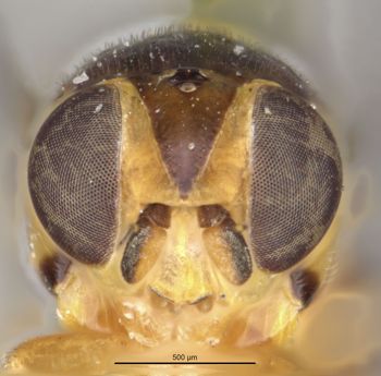 Media type: image;   Entomology 13358 Aspect: head frontal view